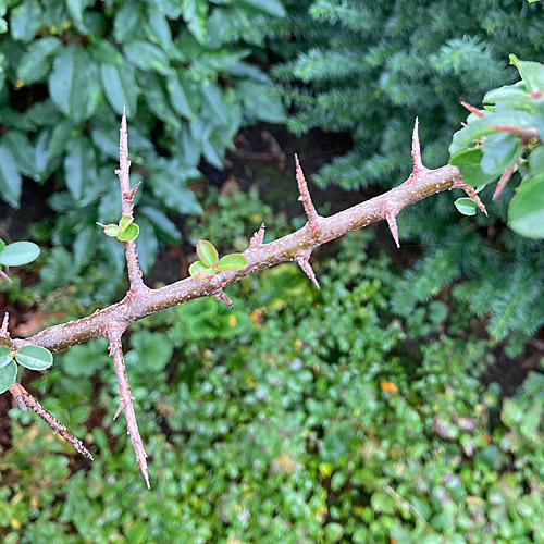 Feuerdorn / Pyracantha coccinea