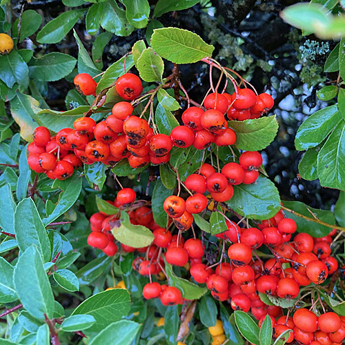 Feuerdorn / Pyracantha coccinea