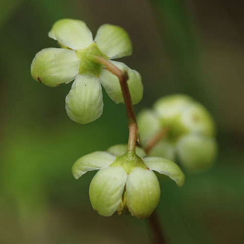 Grünliches Wintergrün / Pyrola chlorantha