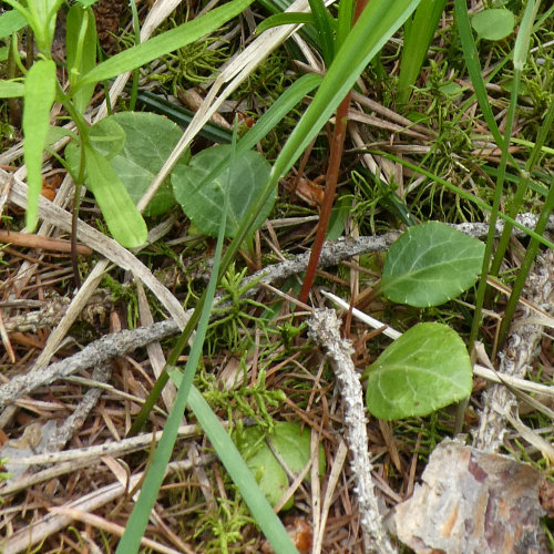 Grünliches Wintergrün / Pyrola chlorantha