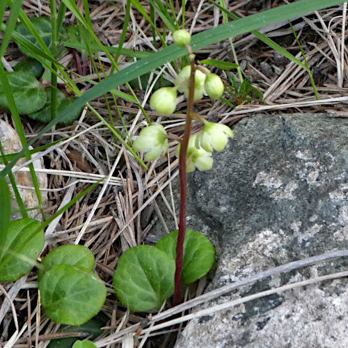 Grünliches Wintergrün / Pyrola chlorantha