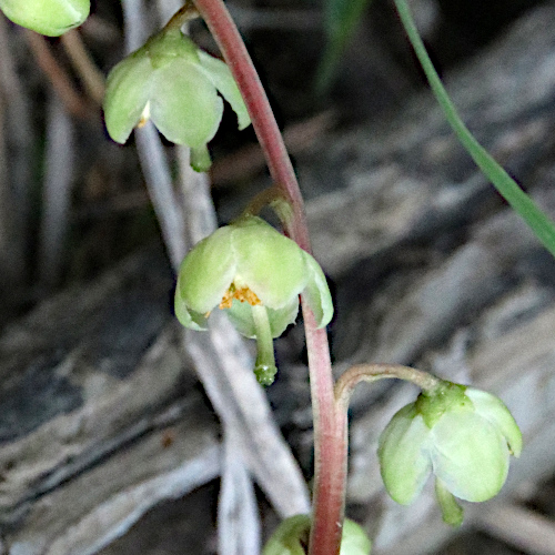 Grünliches Wintergrün / Pyrola chlorantha