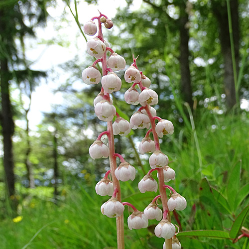 Kleines Wintergrün / Pyrola minor