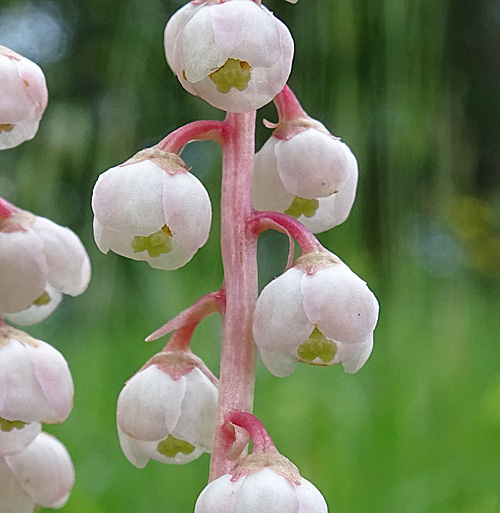 Kleines Wintergrün / Pyrola minor