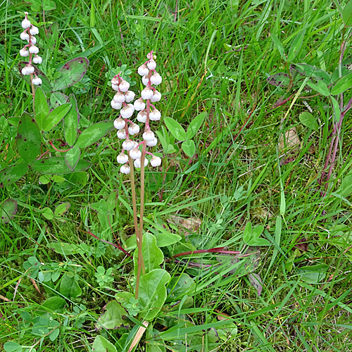 Kleines Wintergrün / Pyrola minor