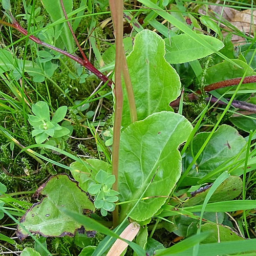 Kleines Wintergrün / Pyrola minor