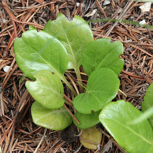 Rundblättriges Wintergrün / Pyrola rotundifolia