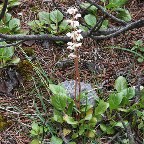 Rundblättriges Wintergrün / Pyrola rotundifolia