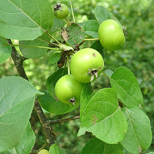 Wilder Birnbaum / Pyrus pyraster