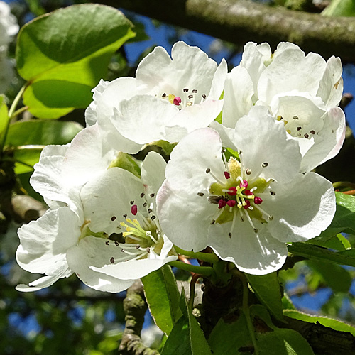 Wilder Birnbaum / Pyrus pyraster