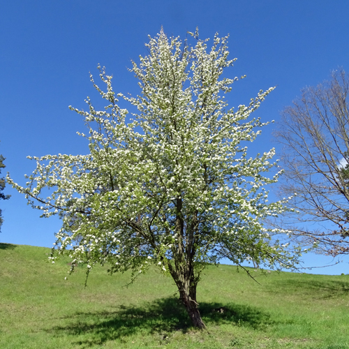 Wilder Birnbaum / Pyrus pyraster