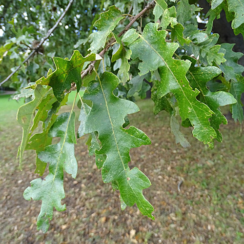 Zerr-Eiche / Quercus cerris