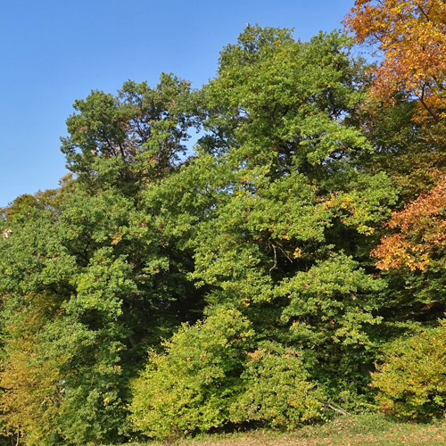 Trauben-Eiche / Quercus petraea