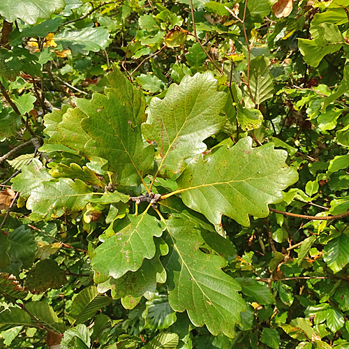 Trauben-Eiche / Quercus petraea