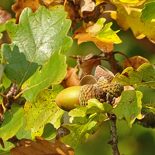 Trauben-Eiche / Quercus petraea