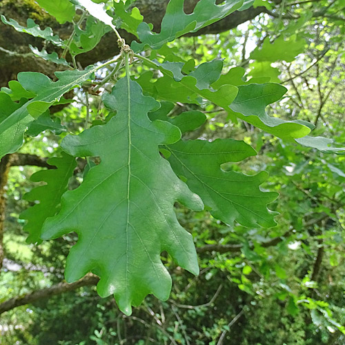 Flaum-Eiche / Quercus pubescens