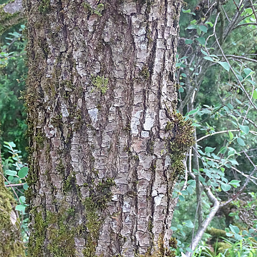 Flaum-Eiche / Quercus pubescens