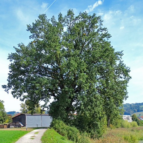 Stiel-Eiche / Quercus robur