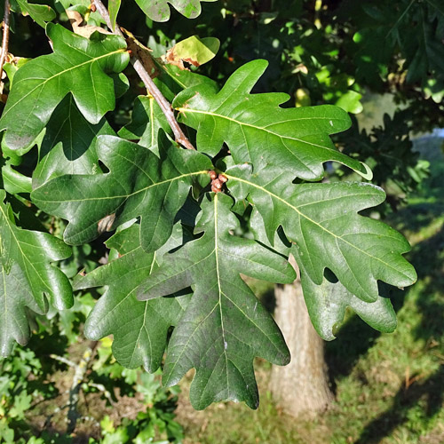 Stiel-Eiche / Quercus robur