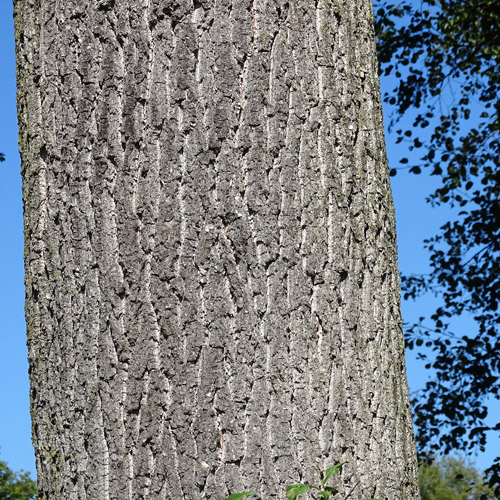 Stiel-Eiche / Quercus robur