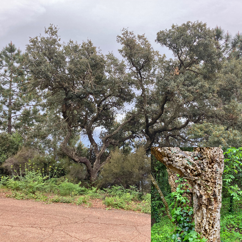 Kork-Eiche / Quercus suber