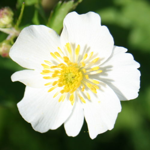 Eisenhutblättriger Hahnenfuss / Ranunculus aconitifolius