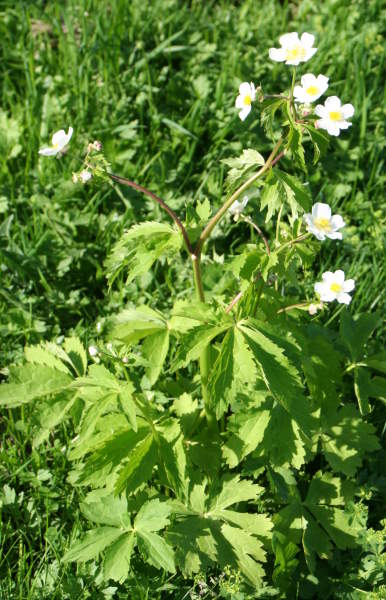 Eisenhutblättriger Hahnenfuss / Ranunculus aconitifolius