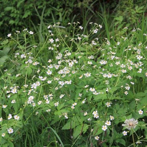 Eisenhutblättriger Hahnenfuss / Ranunculus aconitifolius