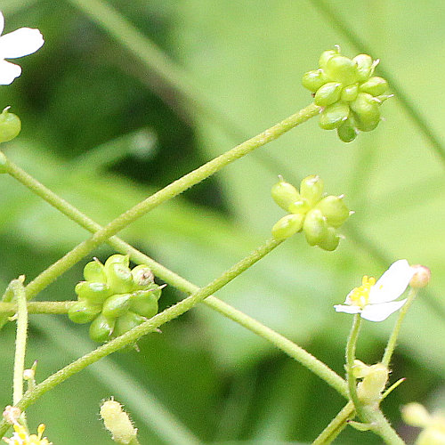 Eisenhutblättriger Hahnenfuss / Ranunculus aconitifolius