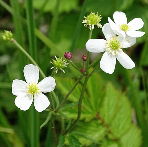 Eisenhutblättriger Hahnenfuss / Ranunculus aconitifolius