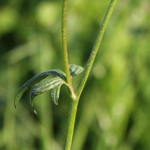 Fries' Scharfer Hahnenfuss / Ranunculus acris ssp. friesianus