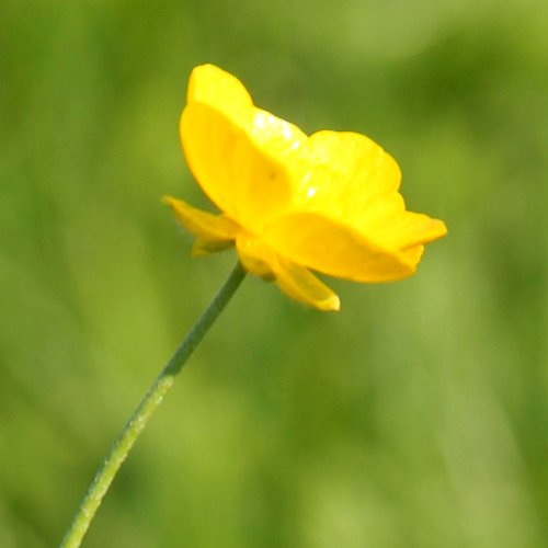 Fries' Scharfer Hahnenfuss / Ranunculus acris ssp. friesianus