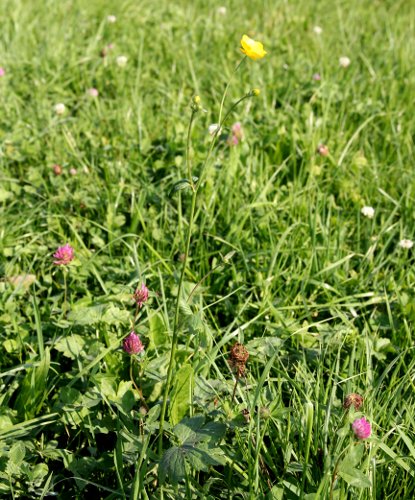 Fries' Scharfer Hahnenfuss / Ranunculus acris ssp. friesianus