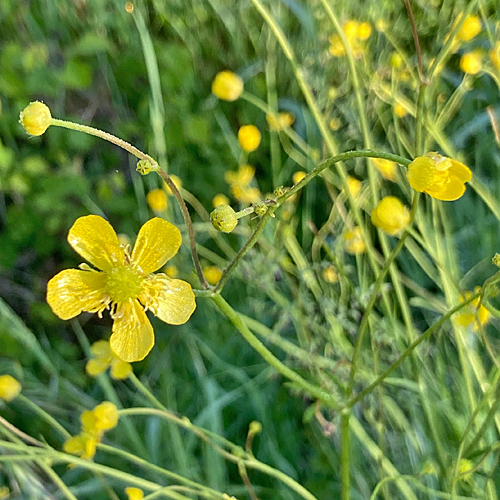 Gewöhnlicher Scharfer Hahnenfuss / Ranunculus acris