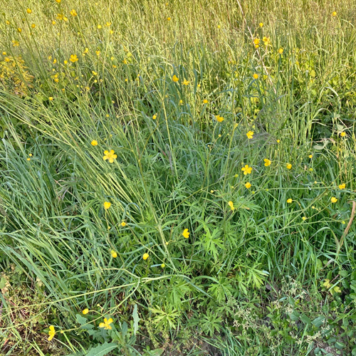 Gewöhnlicher Scharfer Hahnenfuss / Ranunculus acris