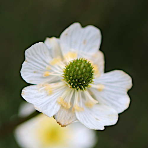 Alpen-Hahnenfuss / Ranunculus alpestris