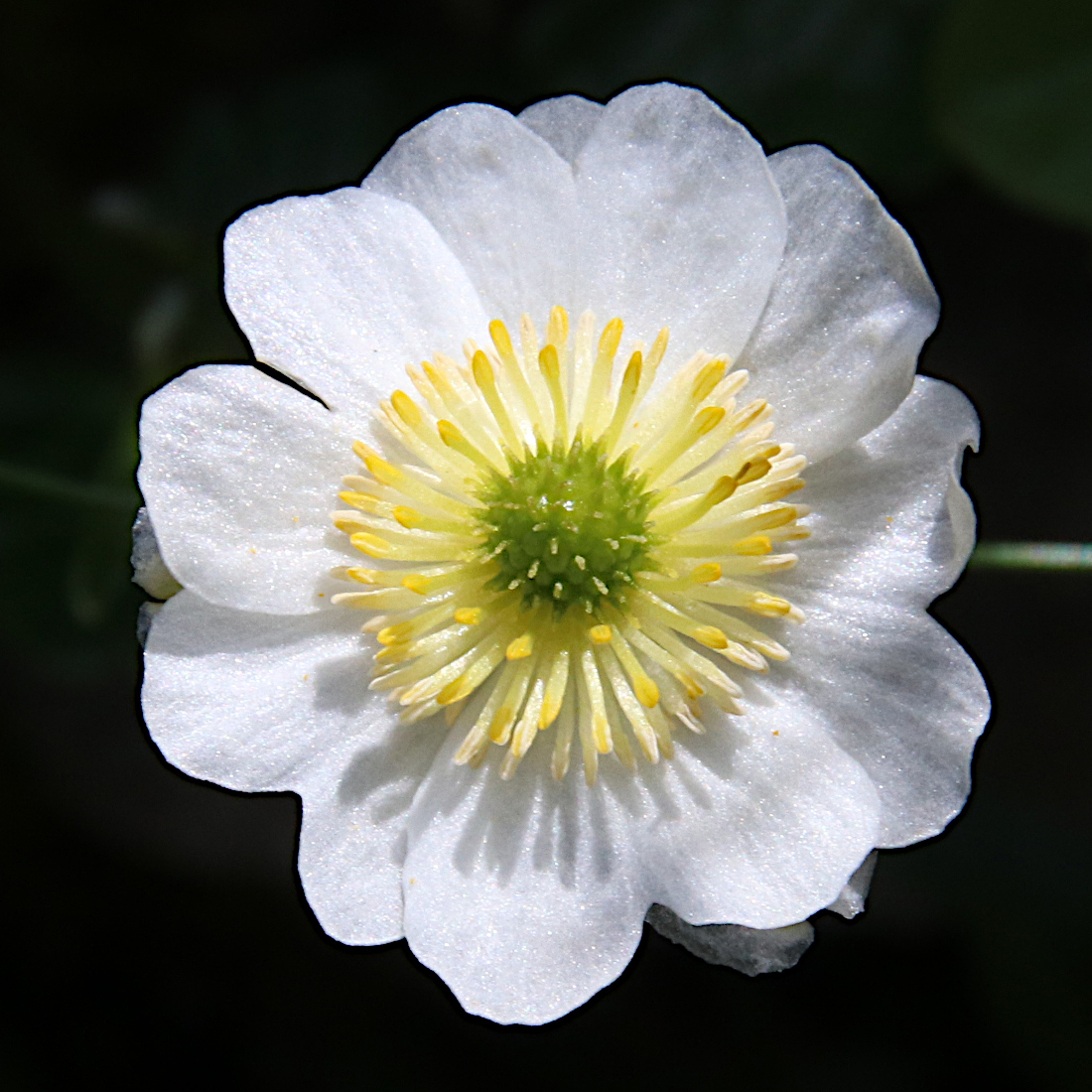 Alpen-Hahnenfuss / Ranunculus alpestris