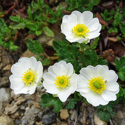 Alpen-Hahnenfuss / Ranunculus alpestris