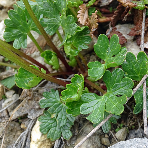 Alpen-Hahnenfuss / Ranunculus alpestris