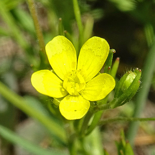 Acker-Hahnenfuss / Ranunculus arvensis