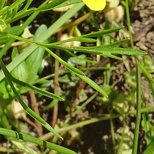 Acker-Hahnenfuss / Ranunculus arvensis