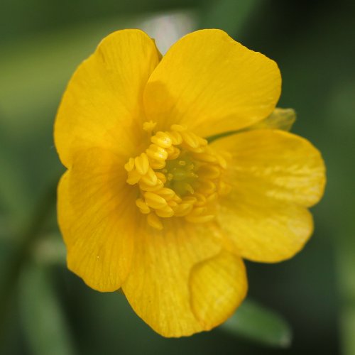 Gold-Hahnenfuss / Ranunculus auricomus