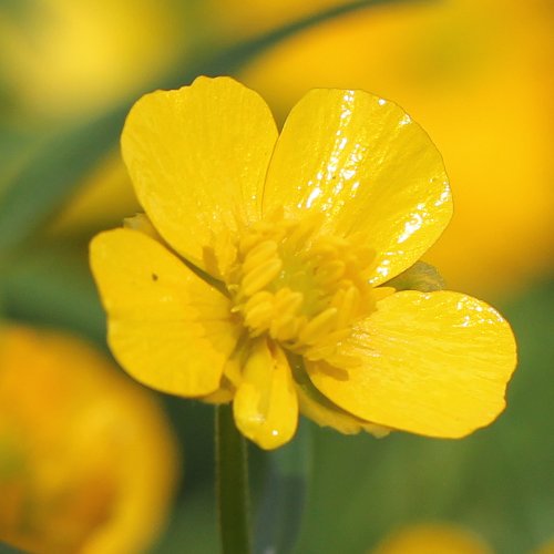 Gold-Hahnenfuss / Ranunculus auricomus