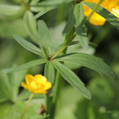 Gold-Hahnenfuss / Ranunculus auricomus