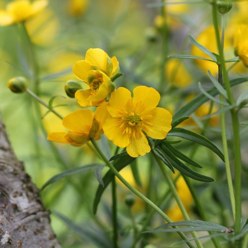 Gold-Hahnenfuss / Ranunculus auricomus