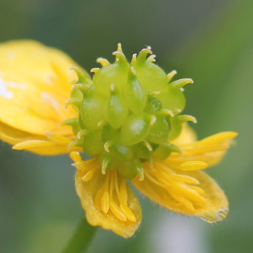 Gold-Hahnenfuss / Ranunculus auricomus