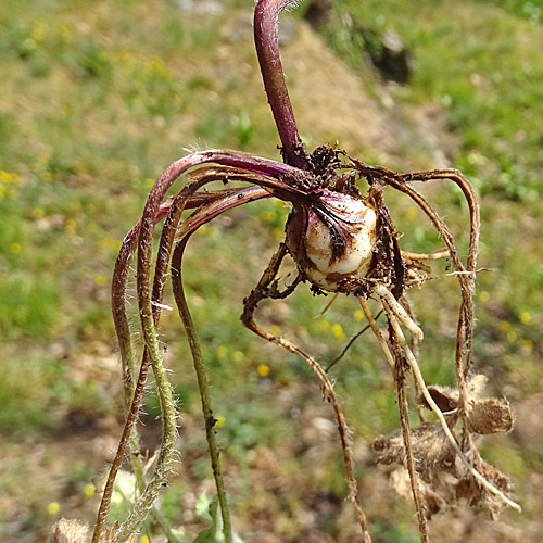 Knolliger Hahnenfuss / Ranunculus bulbosus