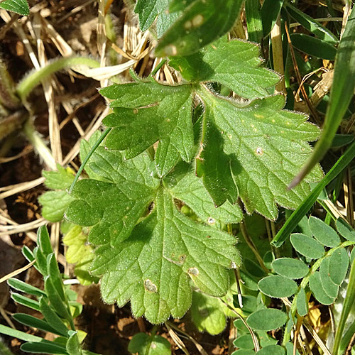 Knolliger Hahnenfuss / Ranunculus bulbosus