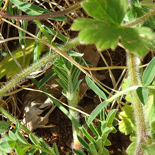 Knolliger Hahnenfuss / Ranunculus bulbosus