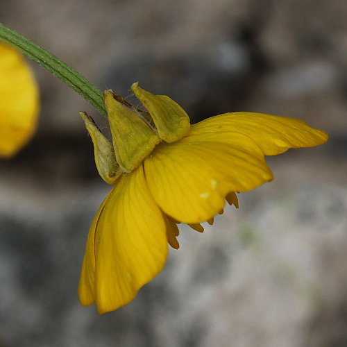 Knolliger Hahnenfuss / Ranunculus bulbosus